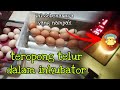 [Episod757] apa dah jadi telur² ayam dalam inkubator selepas lebih 10 hari. mari kita teropong..🤗