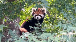 24/10/31 市川市動植物園 レッサーパンダ \