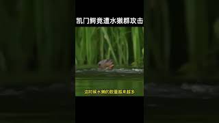 凱門鱷遭水獺群圍攻，水中霸主能否戰勝小水獺