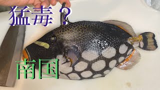 【沖縄】モンガラカワハギを捌いて食す‼️ 激レア食材