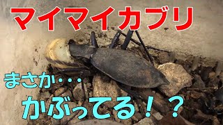 【虫とり】マイマイカブリの捕獲に成功！カタツムリを捕まえてマイマイかぶらせてみた