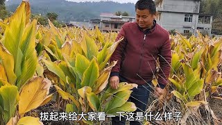 投资40万元种植中草药，老板不来回收血本无归，农民太难了该怎么办