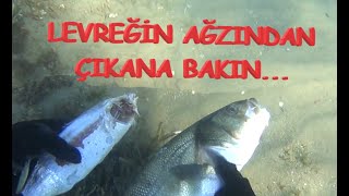 Sığ Suda Levrek Kofana ve Sargoz avları. (Shallow water sea bass, blue fish \u0026 sea bream hunts.)