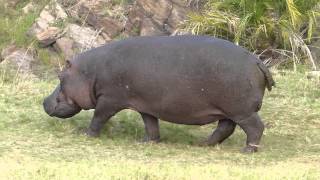 20080 Hippo walking