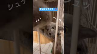 【#shorts】プロボクサーを夢見る猫　#ブリティッシュショートヘア #猫 #cats #britishshorthair