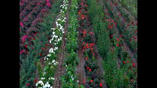 Landmark Insurance Helps Wildflower Farm Grow