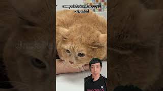 แมวอ้วนตัวนี้กำลังลำบาก #เรื่องแปลก #สัตว์เลี้ยง #น้องแมว #catlover