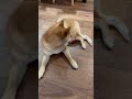 背中がかゆいだけの動画