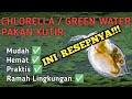 Budidaya kutu air menggunakan chlorella/greenwater #kulturkutir