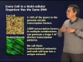 robert tjian berkeley hhmi part 2 gene regulation why so complex