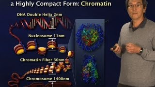 Robert Tjian (Berkeley/HHMI) Part 2: Gene regulation: Why so complex?