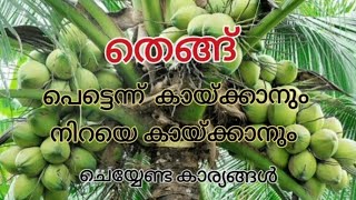 💯രണ്ടാംവർഷം മുതൽ തെങ്ങ് നിറയെ തേങ്ങയുണ്ടാവാൻ / cocunet farming malayalam