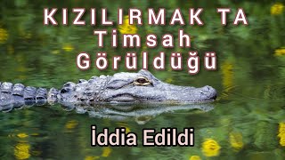 Kızılırmak ta timsah görüldüğü  iddia edildi