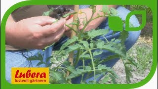 Pflege von Tomaten im Freiland