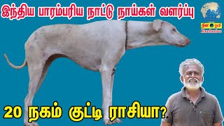 Rajapalayam Dog | 20 நகம் குட்டி ராசியா |  Indian Dog Breed