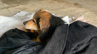 Poor dog scared and hiding in a abandoned housed in trembling, helpless and pain