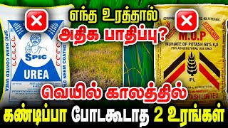 வைக்கோல் மாதிரி பயிர் மாறுதா? வெயில் அடிச்சா இந்த பிரச்சனை வருமா? UREA உரத்தின் பின்விளைவுகள்