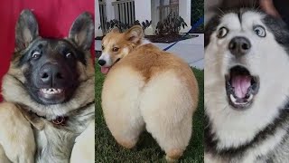 🐶 LAUGH OUT LOUD with the Funniest Dogs Ever! Funny Dogs moments 😂