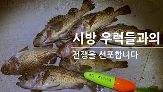 시화방조제는 지금 우럭들이 점령하였다고 보시면됩니다!  우럭과의 전쟁이 시작되었습니다