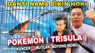 Ganti Nama Bawa Hoki ‼️ Pokemon (Trisula) Bulu Lepas Tetap On fire ‼️ Anniversary AMM 3 Bali