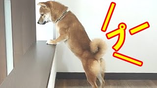 【臭ッ】一度も入った事が無い部屋に入っておならをしてしまった子犬！【豆柴犬】【shibainu】