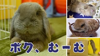 【３周年】小さかったキミがうちに来てから今日まで。～ホーランドロップらいむ