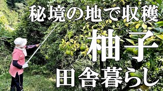 【柚子収穫】山奥の秘境の地で柚子を収穫。柚子を使った調味料3品。自然豊かな里山暮らしの日々｜村暮らし｜移住｜料理【標高800mの田舎暮らし】