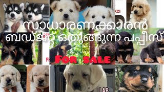 സാധാരണക്കാരൻ ബഡ്ജറ്റിൽ ഒതുങ്ങുന്ന പപ്പീസ്  for sale #Labrador #retriever #puppies