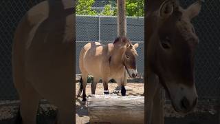 Przewalski’s Horse - #przewalskis #horse #denver #zoo #colorado #usa #wild #central #asia #europe