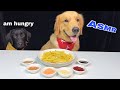 Golden and Labrador dogs happily review the fries with different sauces