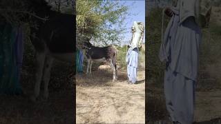 Two Boys Enjoy with Donkey #virals #shorts #trending