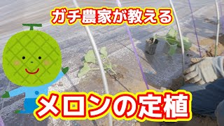 【2024年】メロンの苗が順調に大きくなり　植え時になったので畑に定植します