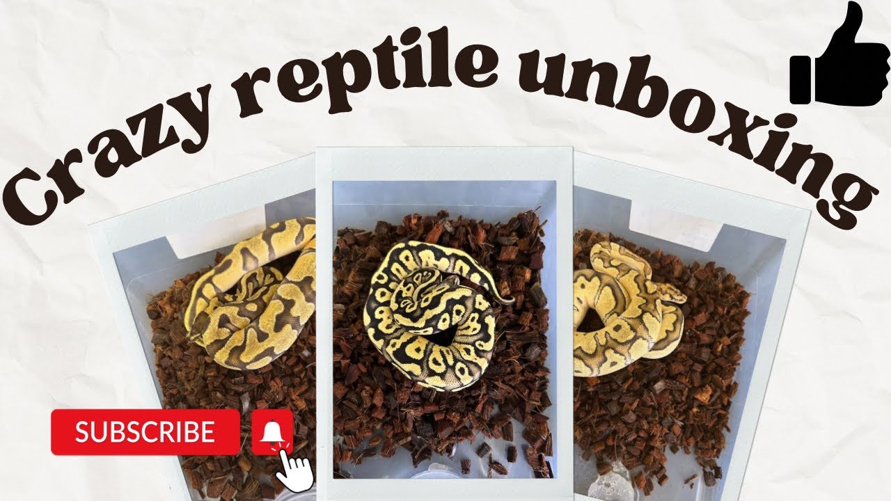 Ball Python Unboxingрџђќ Youtube