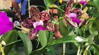 International Orchid Show, South Florida Orchid Society's 72nd Annual Show Tour, UM Watsco Center