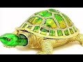 20 नाखून वाला कछुआ करोड़ों में क्यों बिकता है 20 nakhun wala kachhua 20 nails tortoise