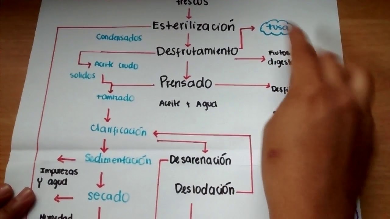 Proceso De Extracción De Aceite De Palma - YouTube