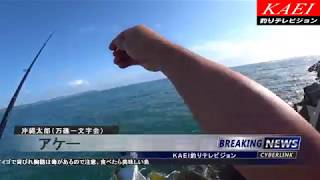 出勤前釣行　むき海老ブラックテスト釣行