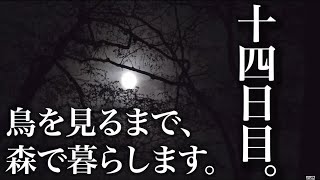 水曜どうでしょうハウスで野鳥観察の刑。十四日目。肉とフェス。