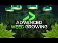 FiveM Advanced Weed Growing Script [ESX/QB/QBox/Ox] | Lation Scripts