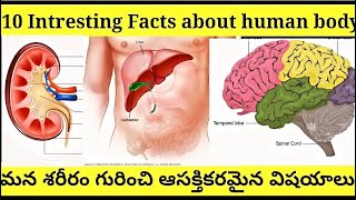 #Intresting facts about Human Body l మన శరీరం గురించి ఆసక్తికరమైన విషయాలు l