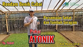 ATONIK - Berbagi Pengalaman Penyemaian Cabai Menggunakan Atonik di Kota Malang