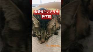 去勢後キンタマを探す猫 #金玉探検隊　#幻肢チン　#shorts