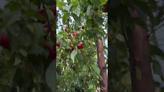 🫒 ഒലിവു മരം കായ്ച്ചത് പിന്നെ nectarine പഴങ്ങളും