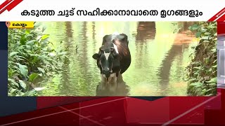 ചൂടിൽ ആർക്കും രക്ഷയില്ല; കടുത്ത ചൂട് സഹിക്കാനാവാതെ വന്യമൃഗങ്ങൾ നാട്ടിലേക്കിറങ്ങുന്നു