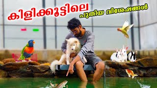 നമ്മുടെ കിളിക്കൂട്ടിലെ പുതിയ വിശേഷങ്ങൾ ❤😱 - Birds Aviary Malayalam Update - Koi Fish Pond in House