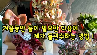 베란다 다육이 12월 관리 겨울 첫 물관수 해요💦 우선 물이 필요한 다육이 먼저 챙겨 주고🌺 다육이 상태에 따라 다를게 하기도 해요😆