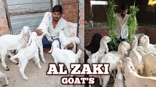 Shandar Breeding Setup Pink Skin Patira Hyderabadi At Al Zaki Goat's