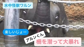 アルンくんとウタイちゃん、プールで大暴れ＆ワルンくんはプールの柵を潜る 2023.04.25