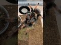 brachypelma emilia meksika kızılbacaklı 👹 shorts