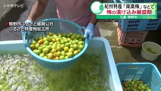 【梅の漬け込み】紀州特産「南高梅」など　梅の漬け込み最盛期　三重・熊野市